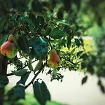 Gwercherwirt Ξενοδοχείο 3*